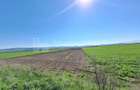Teren extravilan, 8700 mp, pretabil agricultură sau investiție - Bod - 6