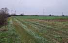 Vand teren agricol extravilan în Giroc - 3
