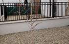 Duplex  4 Camere 250mp Teren| Mosnita Noua-Str Oituz - 4