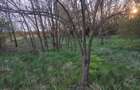 Teren de vanzare in Snagov, Jud. Ilfov - 5