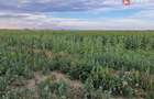 Teren intravilan de 2100 mp de vanzare in Remetea Mare - 1