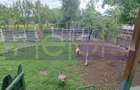 VANZARE CASA | TEREN 2.500 MP | LIVADA SI GRADINA | COMUNA BEUCA, TELEORMAN - 6