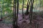 Padure de Fag 2 hectare - 2