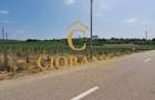 Teren intravilan cu PLANTATIE DE GOJII de vanzare in Racari - 7