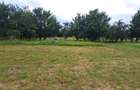 Teren intravilat| Zona rezidentila 1156 mp-TURNISOR - 1