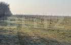 Ferma de nuci - teren agricol, zona Ivesti