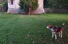 Puciosa Moreni Valea Lunga Sat Izvoru 20000mp teren de vanzare - 12