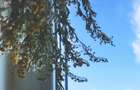 Comision 0 - zona Dacia, str.Labrint - Apt. 2 camere - renovat - 18