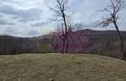 Teren intravilan 2200 mp de vanzare in Valea Doftanei - 4