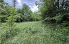 Teren plat-intravilan -3800 mp, cu pădurice și ieșire la râu! - 18