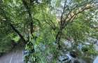 Ion Mihalache-parcul Kiseleff, vanzare apartament 3 camere decomandat - 4