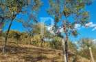 Casă renovata cu teren generos | Anexe | Gurasada | Hunedoara - 45