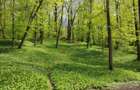 🌲 Teren 7.100 mp cu pădure proprie – Bârnova, lângă Iași - 3