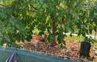 Casa locuibila de vanzare in Dancu - 4