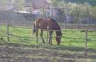 (307) Teren intravilan Calinesti – sat Carstieni, jud. Arges / Direct proprietar - 6