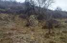 Teren 1000 mp-ideal casa de vacanta, investitie-Zona Valea Budacului - 4