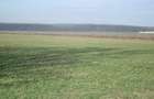Afumati - Tarla 9, teren agricol in suprafata de 9.200 mp. - 1