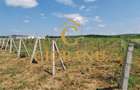 Teren intravilan cu PLANTATIE DE GOJII de vanzare in Racari - 9
