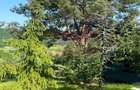 Cabane A frame + Teren 6000 mp |  Proprietate deosebita, NOU - 22