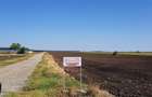 Teren intravilan de vânzare Brănești – DN3, deschidere 60 ml  investie - 2