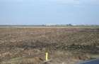 Afumati - Tarla 9, teren agricol in suprafata de 9.200 mp. - 11