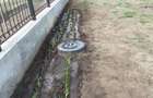 Pozitie EXCELENTA intravilan Lacu Sarat 1300 mp latime 18m ingradit fier forjat - 3