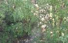 Teren intravilan, in Rimetea, parcela 1000 mp, 27 euro/mp - 4