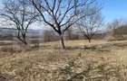 Livadă de nuci – 2 ha | Acces DN17 | Investiție profitabilă - Cristur - 5
