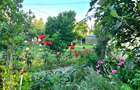 Otopeni  Casa P+M/ teren 878 mp gradina matura - 11