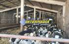 Ferma de vanzare in apropiere de Alba Iulia - 11