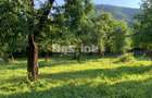 Gospodărie completă cu 2.793 mp teren și multiple anexe, Brustoasa-Bacau - 10