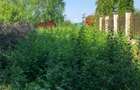 CIOLPANI- SNAGOV TEREN INTRAVILAN - 875M², LOC DE CASA