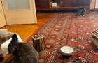 Babu's Vintage Apartment | Intrarea Gheorghe Costea Strada Inchisa - MT530 - 7