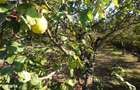 Casa de inchiriat, Prundu Mic -Pitesti, mobilata si utilata, curte, centrala etc - 9