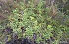 Eco Retreat Land in Apuseni Romania - Poiana Horea - 15