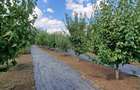 Fundulea – Vila individuala  P+1 cu teren 1000 mp - 9