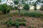 Vanzare Casa in localitatea Bodrogu Nou - 7