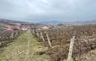 Teren 4.209mp, Chicerea, Comuna Tomești - 4