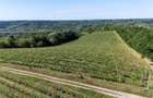 CRAMĂ PREMIUM DE VÂNZARE -60 HA- CONAC ISTORIC- PODGORIA DRĂGĂȘANI - 2