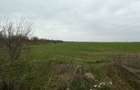 Teren 10.000 mp Butimanu in spatele caselor - 3