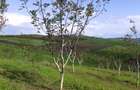 Ranusa Teren de vanzare X1RF130S6 - 1