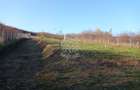 Teren intravilan 2700 mp-ideal case/investitie-Viisoara - 6