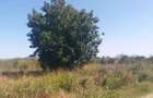 Teren 15000 mp Vernesti, Buzau cu PUZ - 1