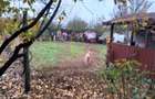 ILFOV - SE VINDE CASA IN ISLAZ / COM. BRANESTI - 46