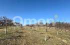 Teren intravilan | Berința | 5800 mp - 2