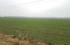 Terenn intravilan 8400 mp. Roznov jud. Neamt - 4