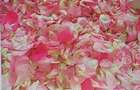 TEREN CU PLANTAȚIE DE TRANDAFIRI ,,ROSA DAMASCENA,\ \CARANSEBEȘ\JUD.CS - 14