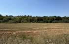 Teren 775mp intravilan Ortelec Pret 12500eur total - 4