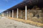 Ferma de bovine de inchiriat, 1800 mp, Lazuri - 9