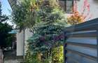 Vilă 6 camere, Păulești — vis-a-vis de parc, langa padure - 3